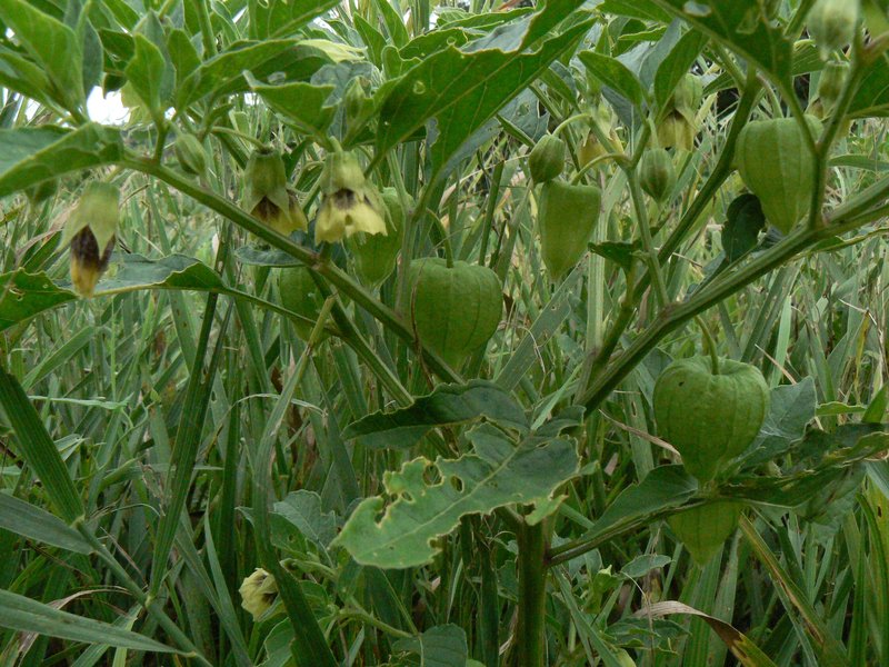 Clammy Groundcherry photo 6