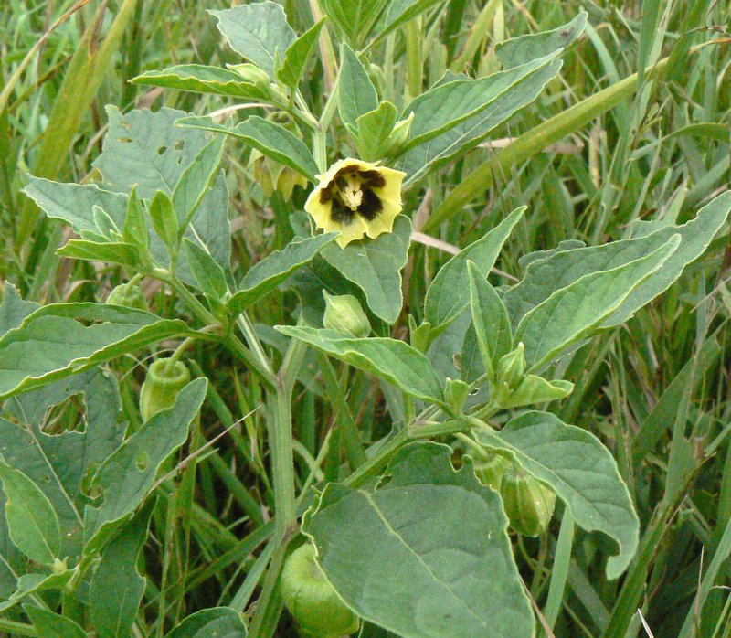 Clammy Groundcherry photo 8