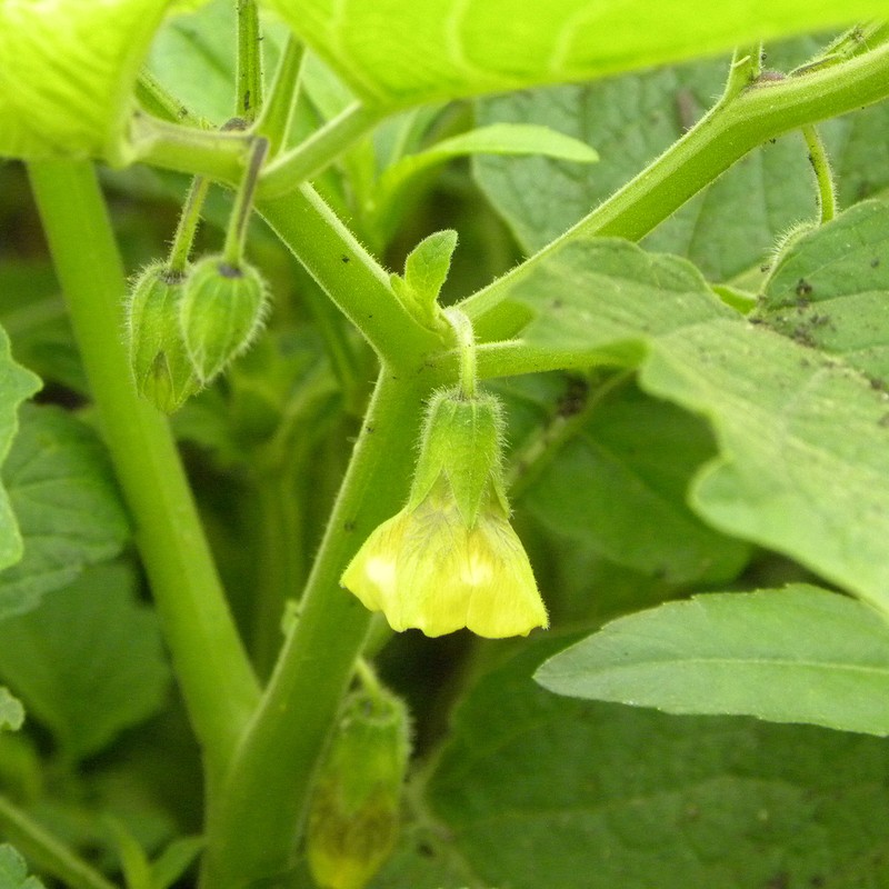 Clammy Groundcherry photo 3