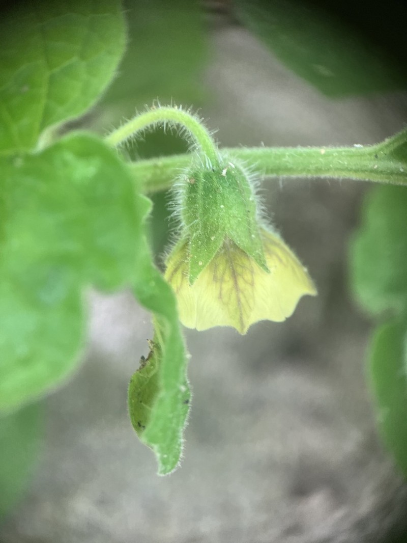 Clammy Groundcherry photo 4