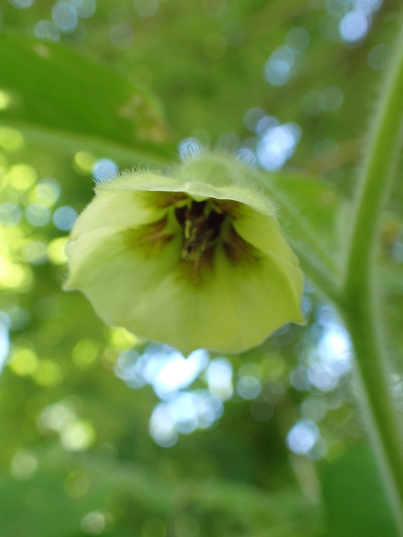 Clammy Groundcherry photo 5
