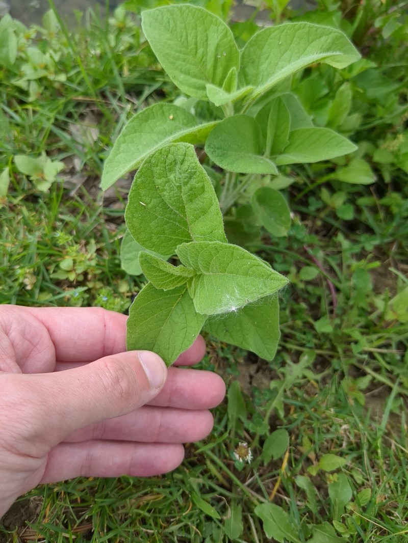 Clammy Groundcherry photo 7