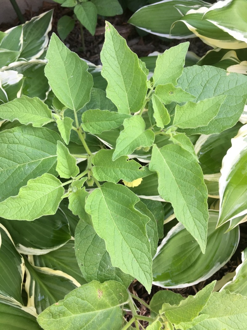 Clammy Groundcherry photo 8