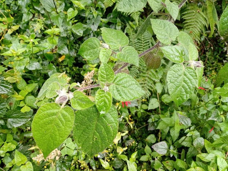 Physalis hintonii