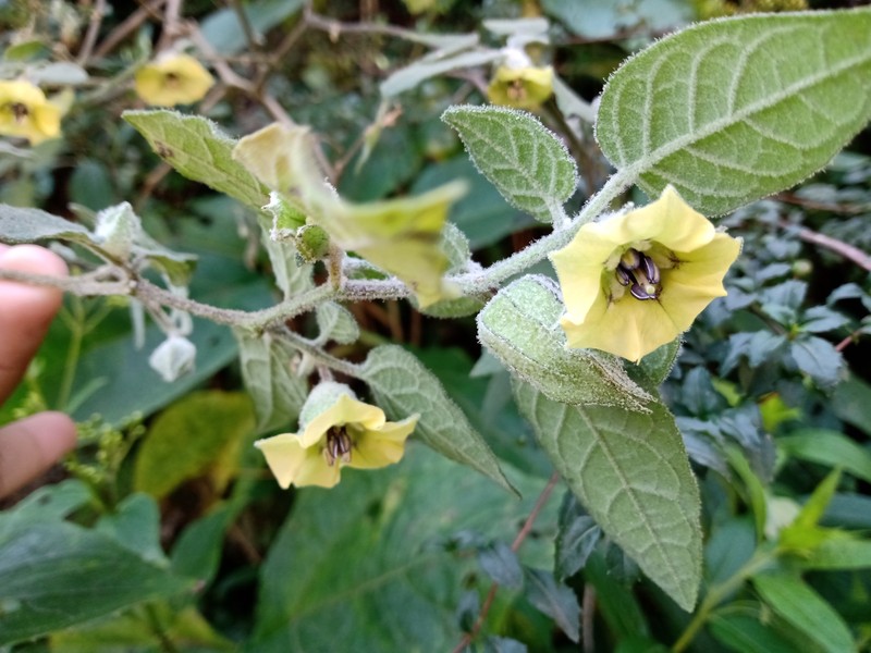 Physalis hintonii photo 3