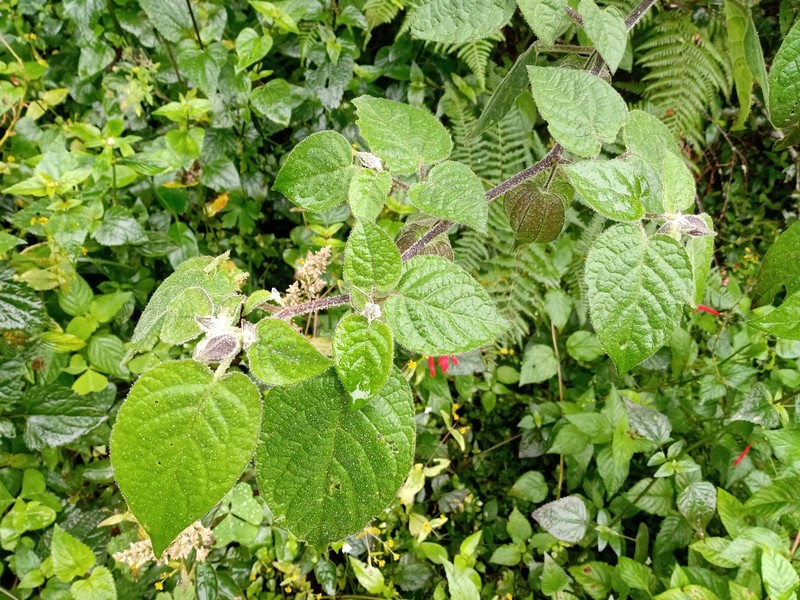 Physalis hintonii photo 4