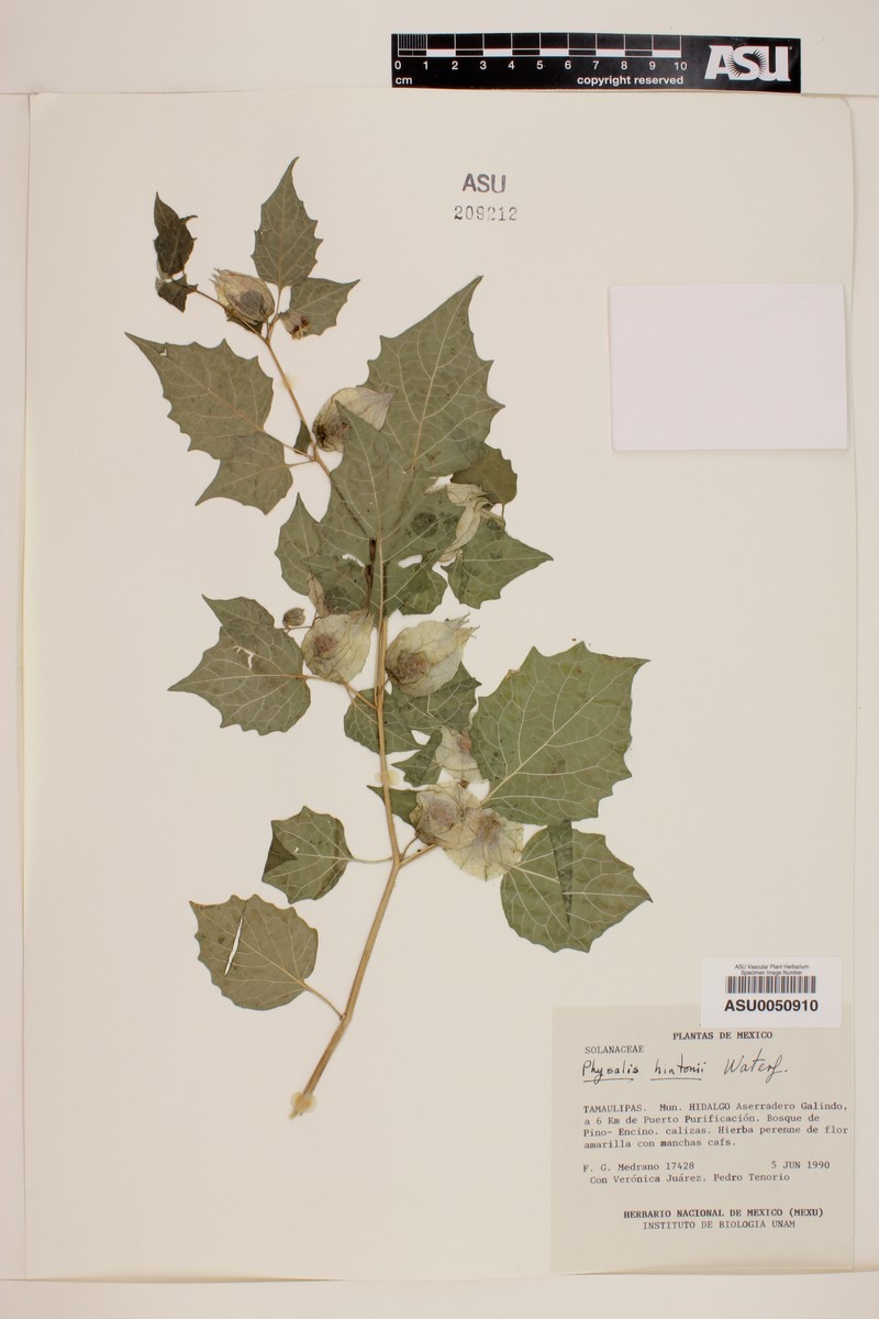 Physalis hintonii photo 5