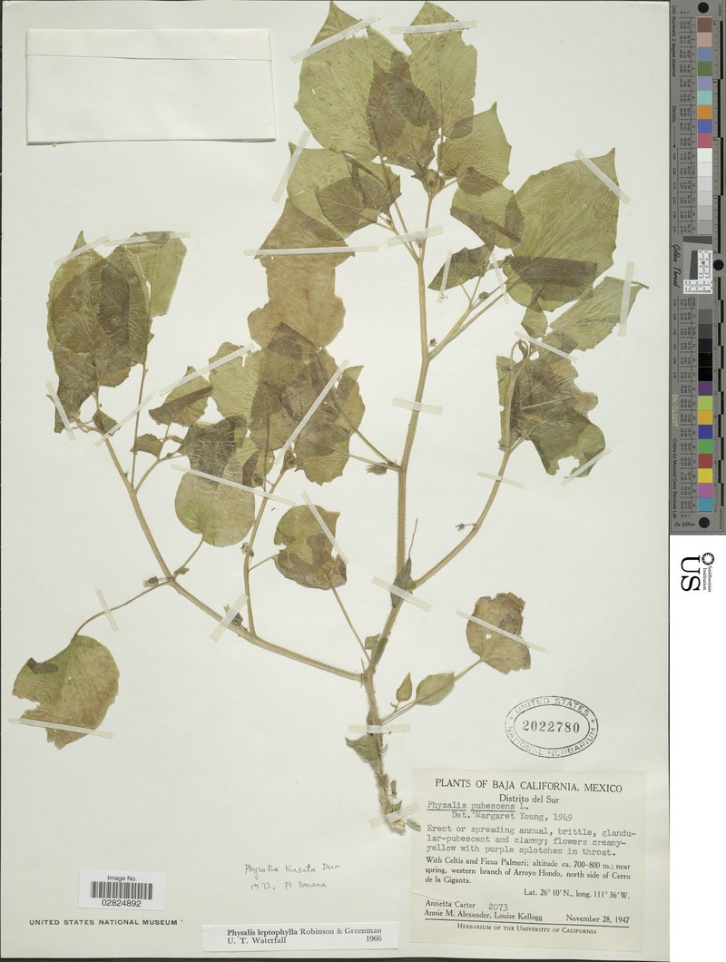 Physalis hirsuta