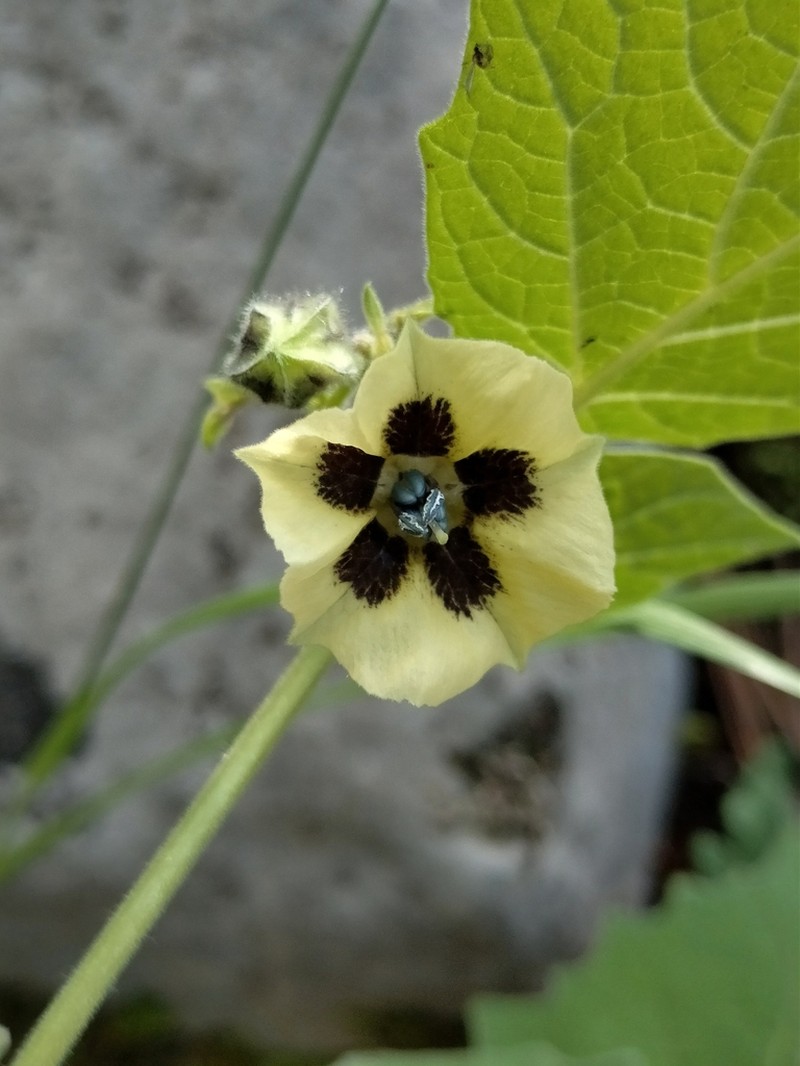 Physalis hunzikeriana