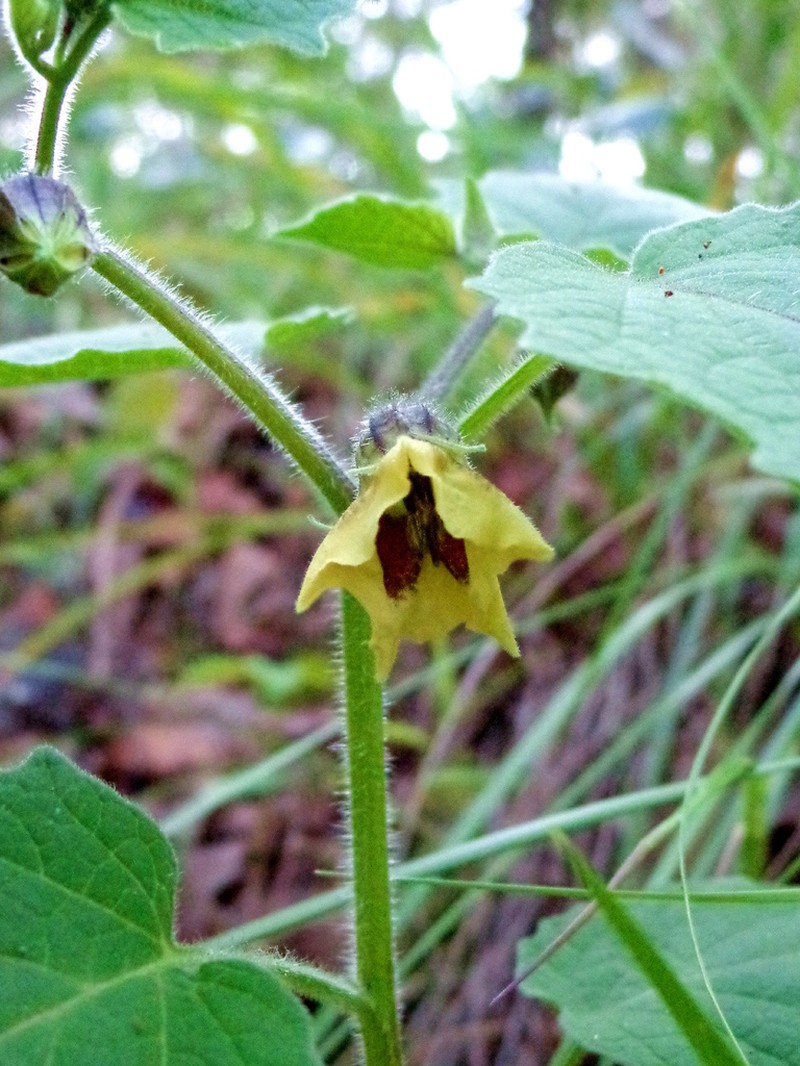 Physalis hunzikeriana photo 2
