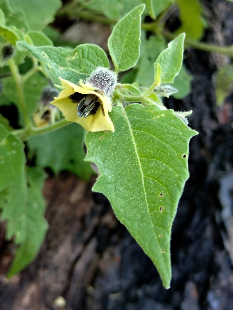 Physalis hunzikeriana photo 3