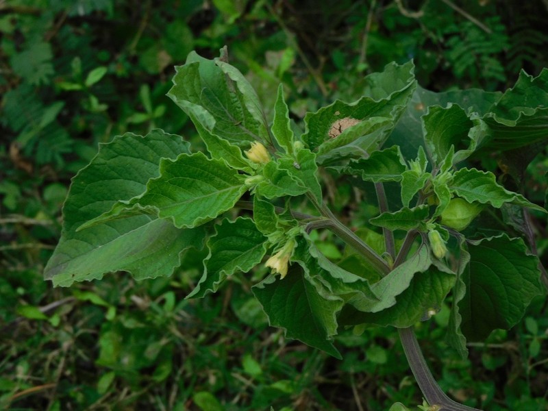 Physalis ignota