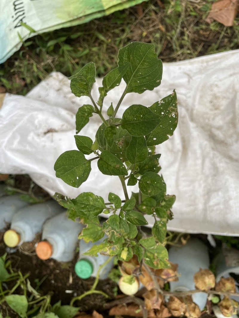 Physalis ignota photo 2