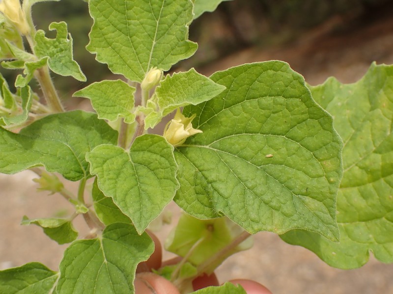 Physalis ignota photo 3
