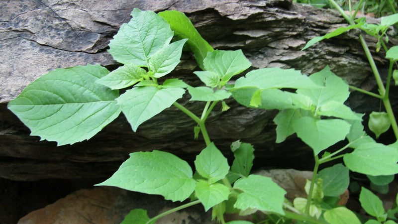 Physalis ignota photo 4