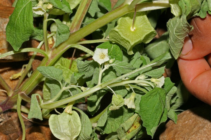 Physalis ignota photo 5