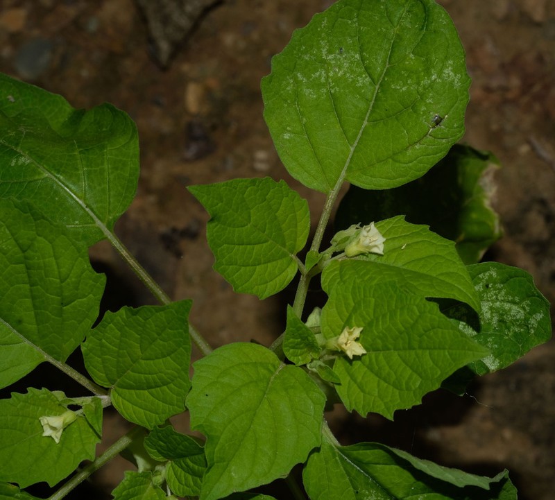 Physalis ignota photo 6