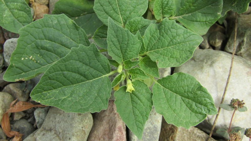Physalis ignota photo 7