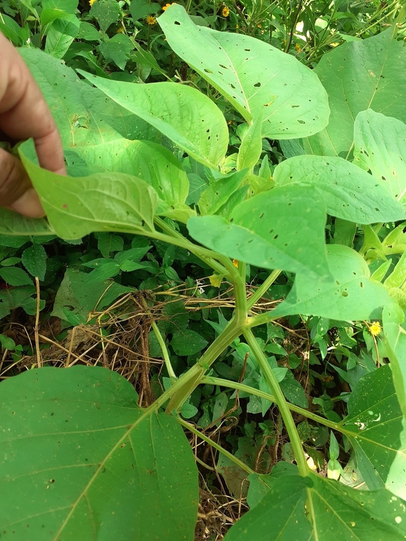 Physalis ignota photo 8