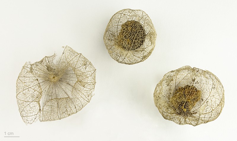 Physalis ixocarpa