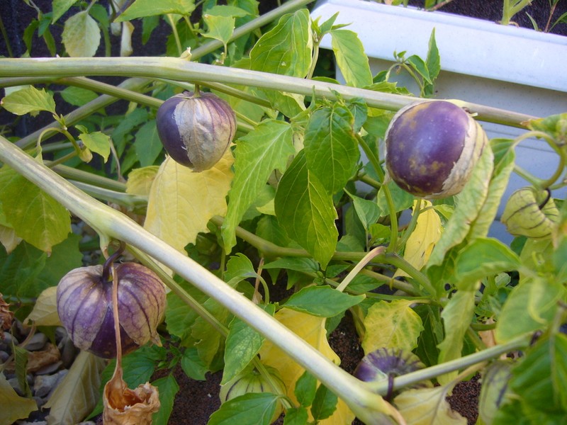 Physalis ixocarpa photo 2