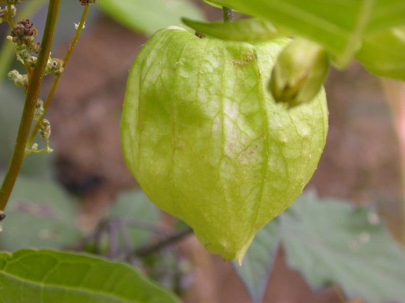 Physalis ixocarpa photo 3