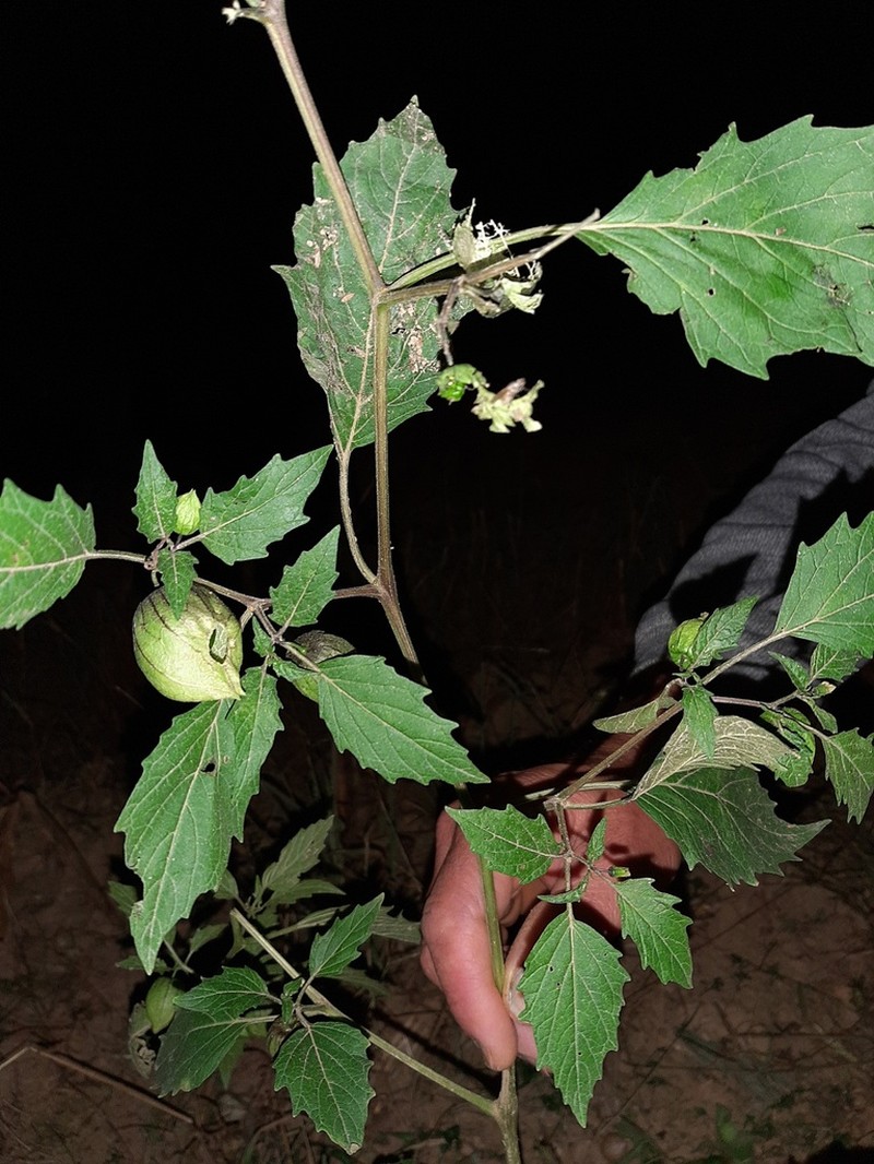 Physalis ixocarpa photo 4