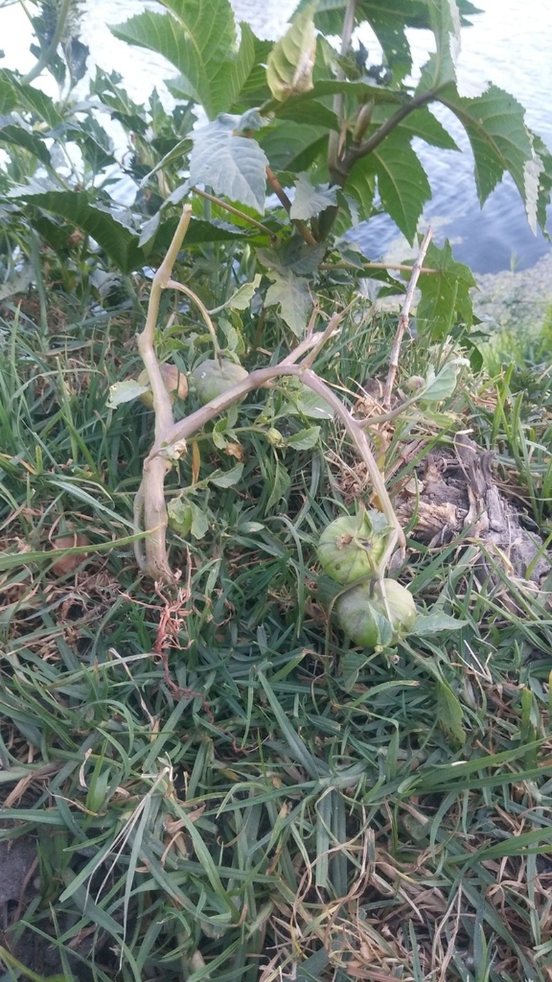 Physalis ixocarpa photo 5