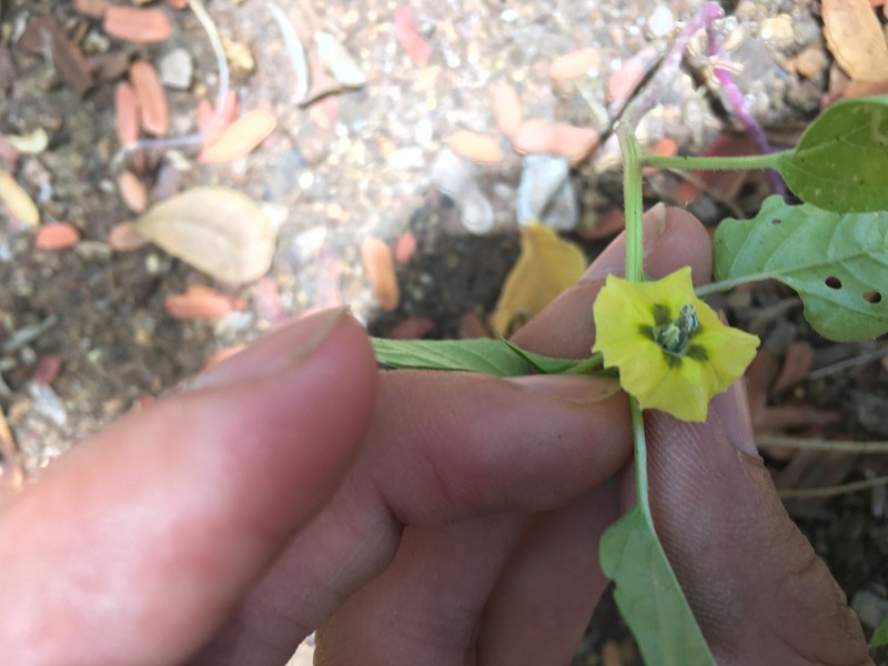 Physalis ixocarpa photo 6
