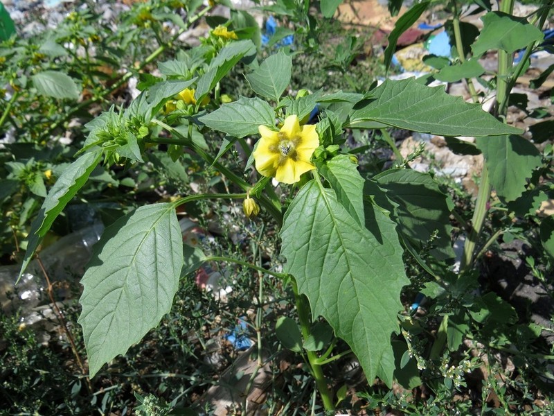 Physalis ixocarpa photo 7
