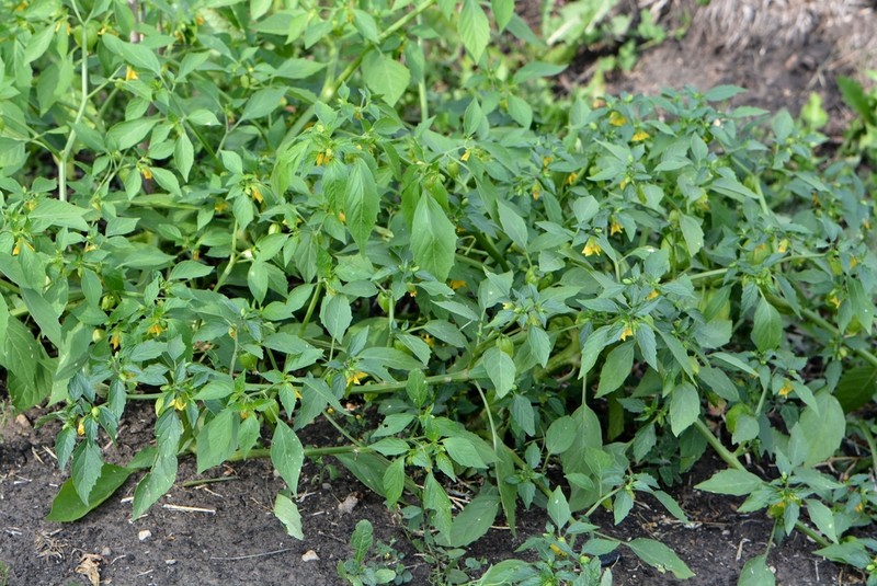 Physalis ixocarpa photo 8