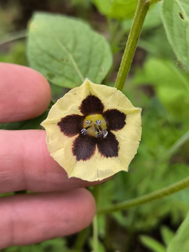 Physalis jaliscensis