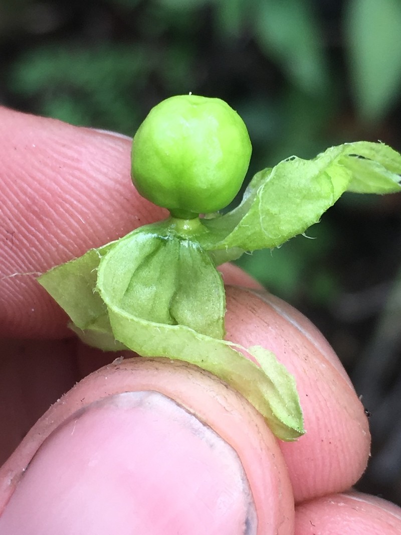 Physalis lagascae