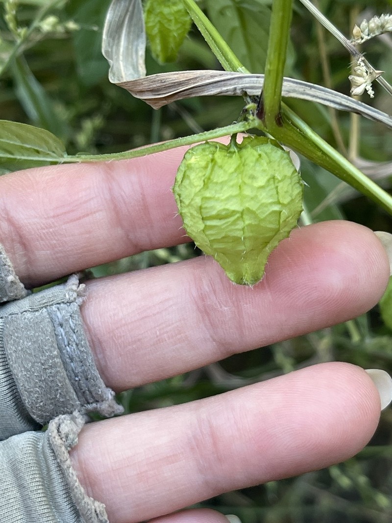 Physalis lagascae photo 2