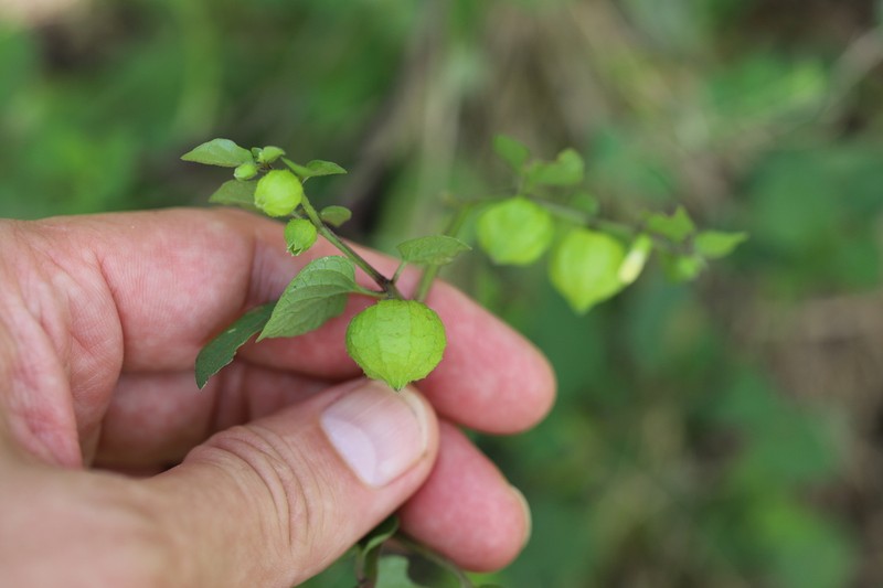 Physalis lagascae photo 3