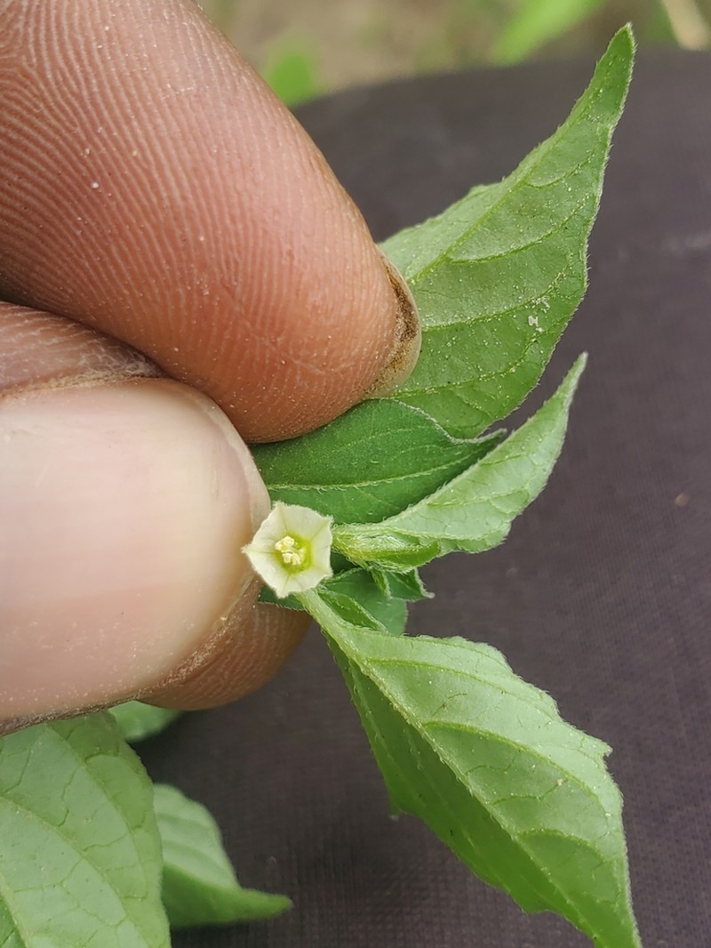 Physalis lagascae photo 4