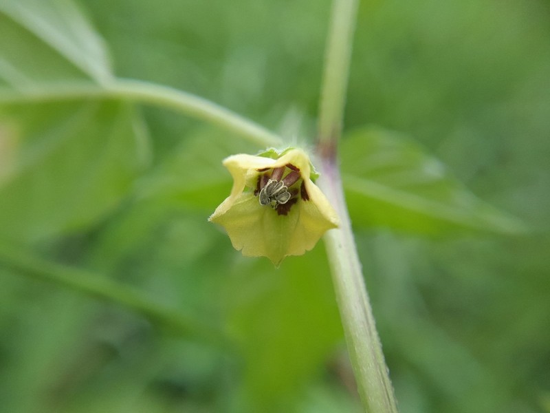 Physalis lagascae photo 5