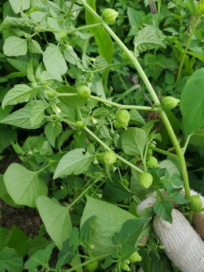 Physalis lagascae photo 6