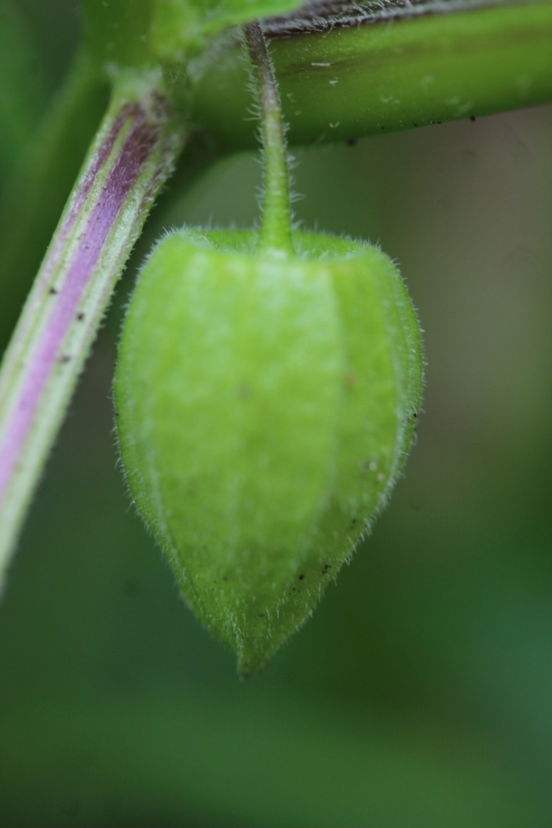 Physalis lagascae photo 8