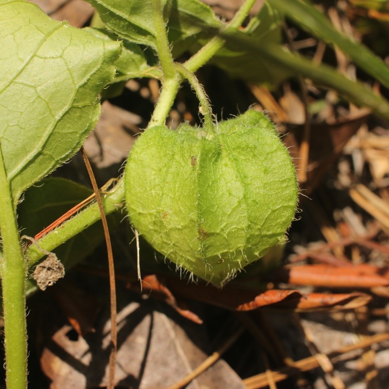 Sword Groundcherry