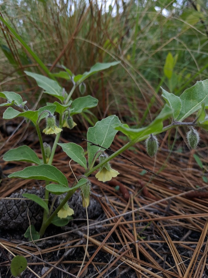 Sword Groundcherry photo 2