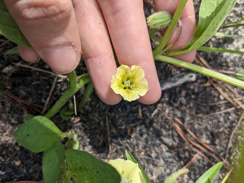 Sword Groundcherry photo 4