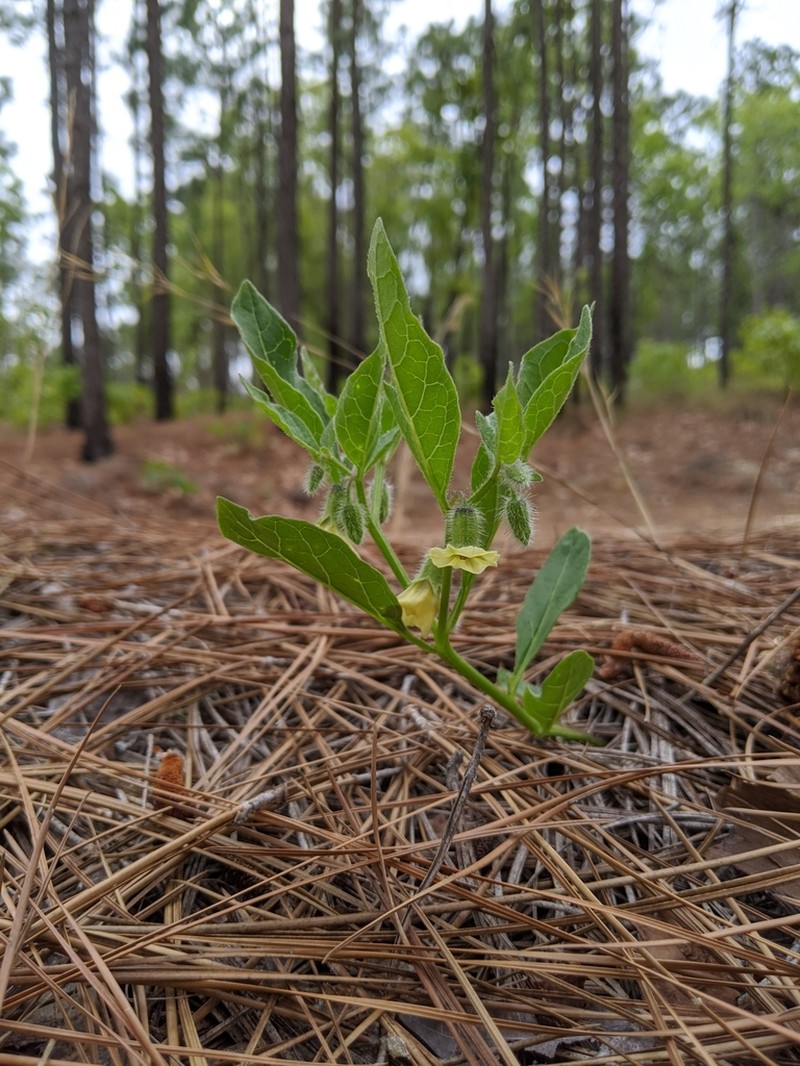 Sword Groundcherry photo 6