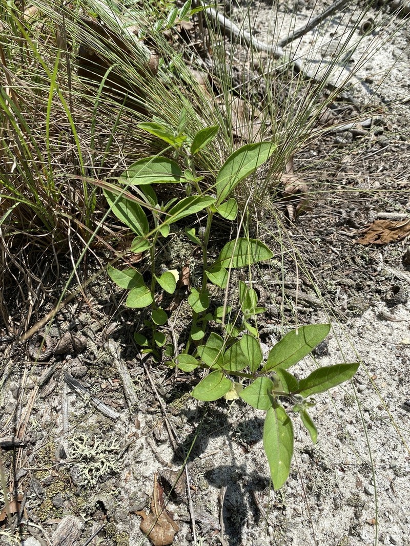 Sword Groundcherry photo 7