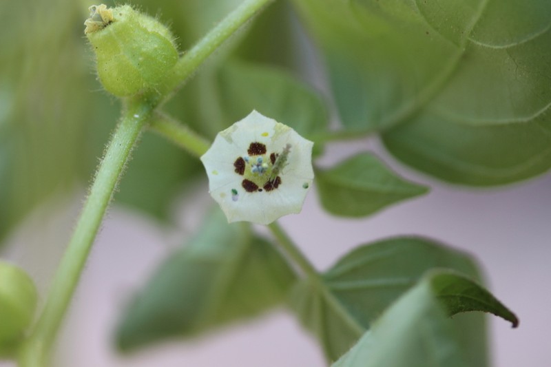 Physalis leptophylla