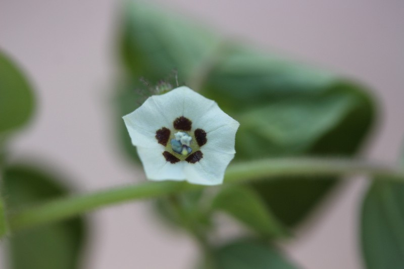 Physalis leptophylla photo 2
