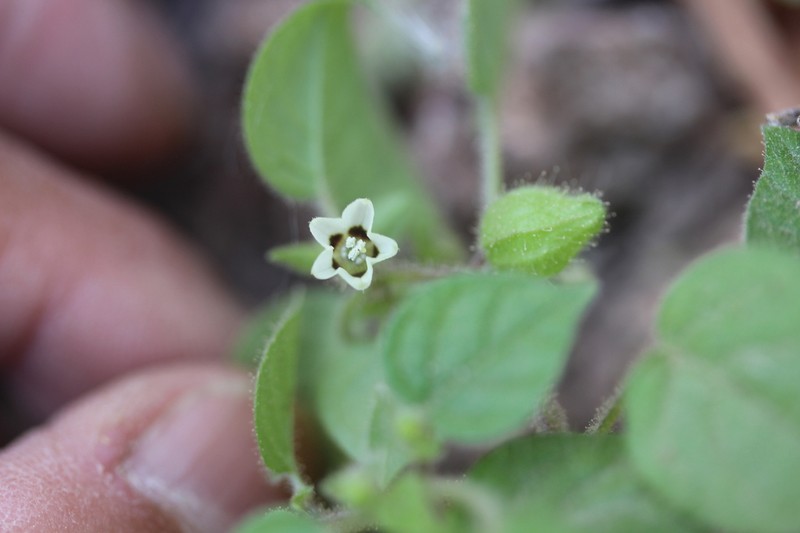 Physalis leptophylla photo 3