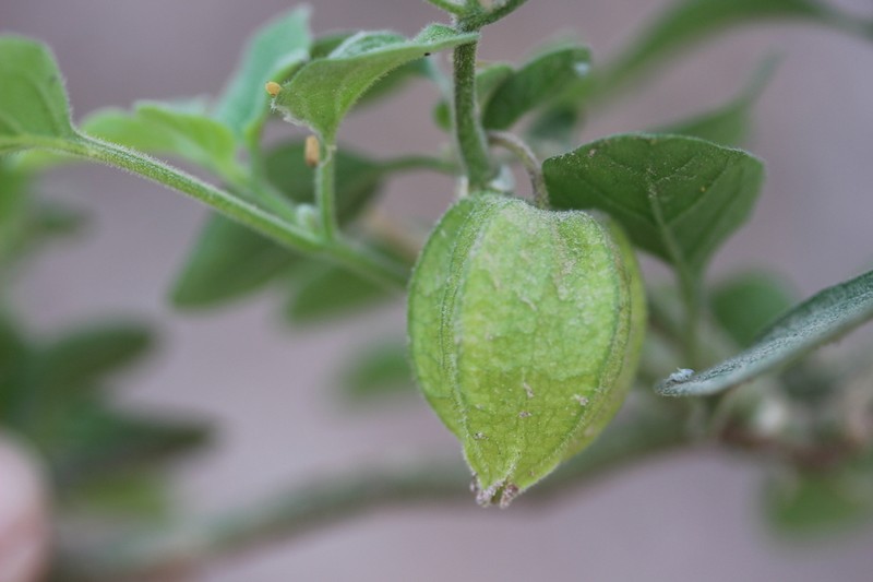 Physalis leptophylla photo 4