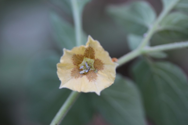 Physalis leptophylla photo 5