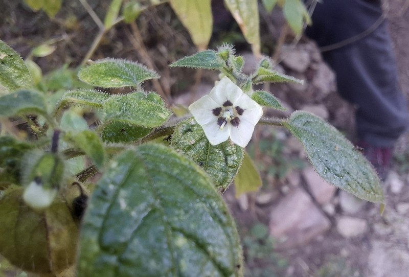 Physalis leptophylla photo 6
